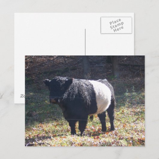 Oreo Cow Postkarte (Vorne/Hinten)