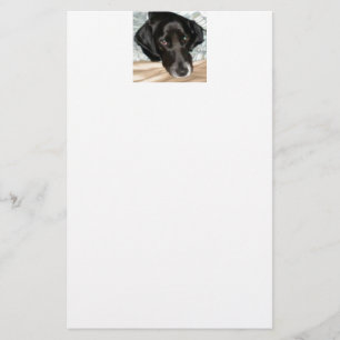 Oreo der englischer Springerspaniel-Hund Briefpapier