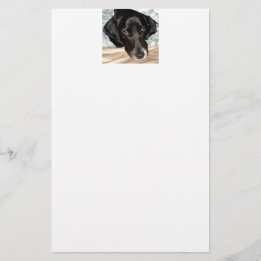 Oreo der englischer Springerspaniel-Hund Briefpapier (Vorderseite)