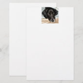 Oreo der englischer Springerspaniel-Hund Briefpapier (Vorne/Hinten)