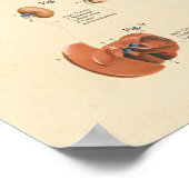 Organanatomische Wandkarte des Hundes Poster (Ecke)