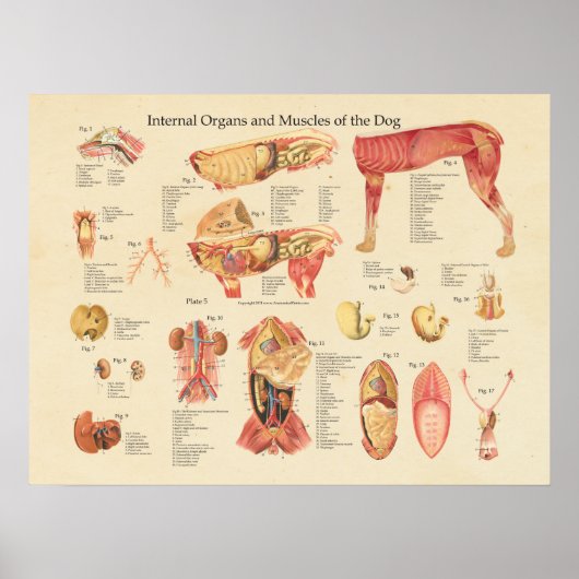 Organanatomische Wandkarte des Hundes Poster (Vorne)