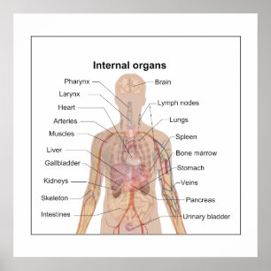 Organdiagramm Poster