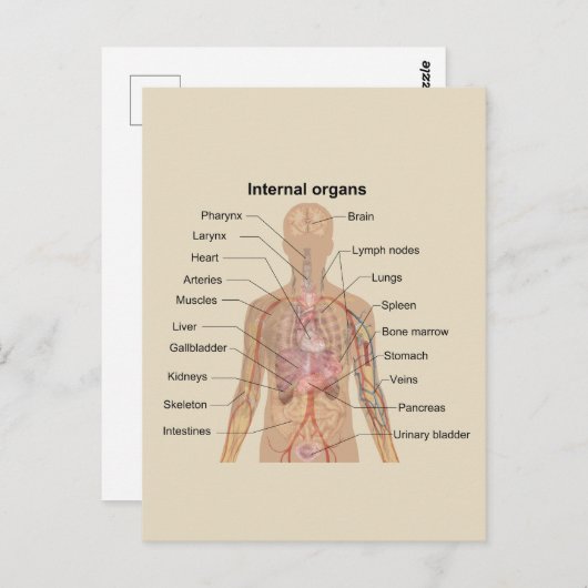 Organdiagramm Postkarte (Vorne/Hinten)