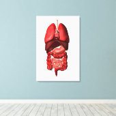 Organe des Respirations- und Verdauungssystems Leinwanddruck (Insitu (Holzboden))