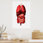 Organe des Respirations- und Verdauungssystems Poster (Küche)