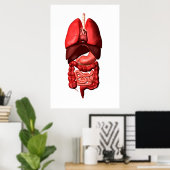 Organe des Respirations- und Verdauungssystems Poster (Heimbüro)