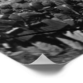 Organe von Lincoln Verschwörern, 1865 Poster (Ecke)