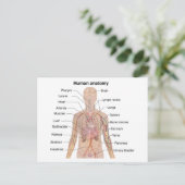 Organinterne Anatomie des menschlichen Körpers Postkarte (Stehend Vorderseite)