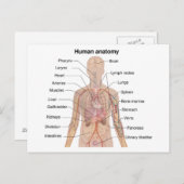 Organinterne Anatomie des menschlichen Körpers Postkarte (Vorne/Hinten)