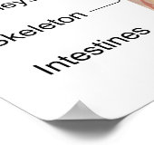 Organinterne Organe Anatomie des menschlichen Körp Poster (Ecke)