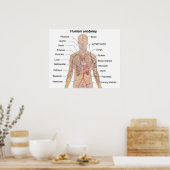 Organinterne Organe Anatomie des menschlichen Körp Poster (Küche)