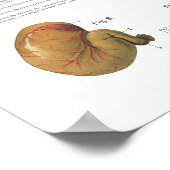 Organinterne Organe Anatomie Veterinärdiagramm Poster (Ecke)