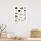Organinterne Organe Anatomie Veterinärdiagramm Poster (Küche)