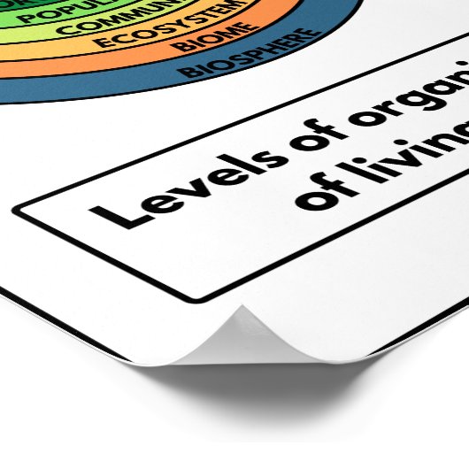 Organisationsgrad lebender Dinge Poster (Ecke)