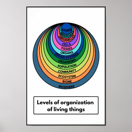 Organisationsgrad lebender Dinge Poster (Vorne)