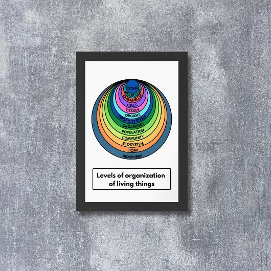 Organisationsgrad lebender Dinge Poster