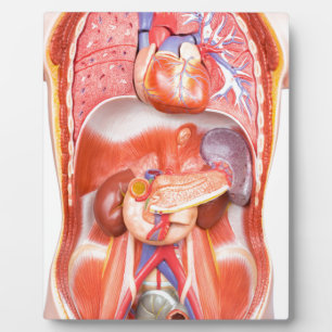 Organisches Torso-Körpermodell Fotoplatte