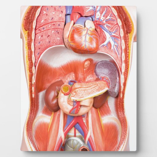 Organisches Torso-Körpermodell Fotoplatte (Vorderseite)