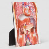 Organisches Torso-Körpermodell Fotoplatte (Seite)