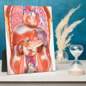 Organisches Torso-Körpermodell Fotoplatte (Seite)