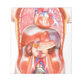 Organisches Torso-Körpermodell Notizblock (Vorderseite)