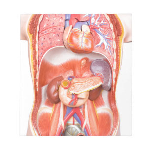 Organisches Torso-Körpermodell Notizblock