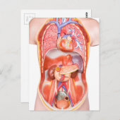 Organisches Torso-Körpermodell Postkarte (Vorne/Hinten)