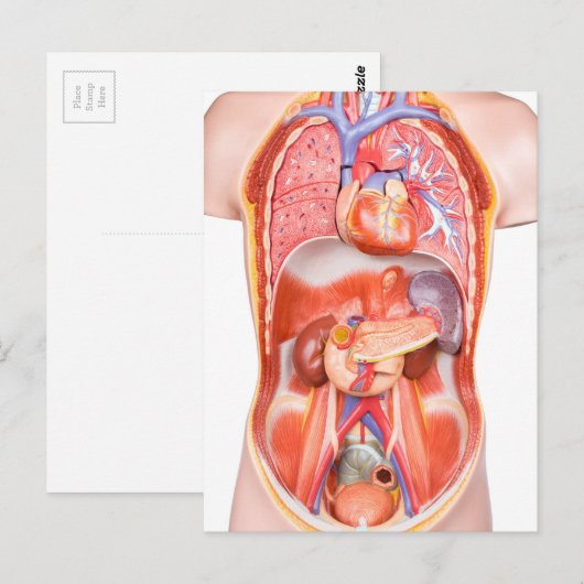 Organisches Torso-Körpermodell Postkarte (Vorne/Hinten)