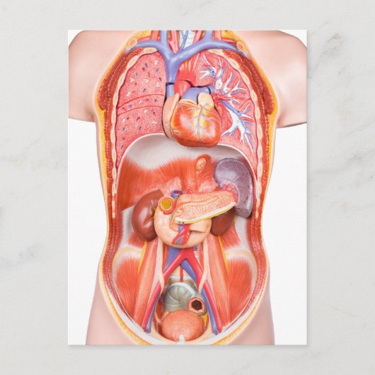 Organisches Torso-Körpermodell Postkarte (Vorderseite)