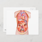 Organisches Torso-Körpermodell Postkarte (Vorne/Hinten)