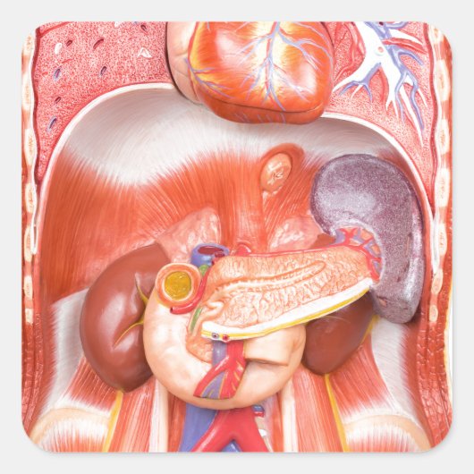 Organisches Torso-Körpermodell Quadratischer Aufkleber (Vorderseite)