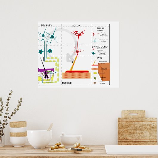 Organization des Nervensystems Poster (Küche)