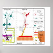 Organization des Nervensystems Poster (Vorne)