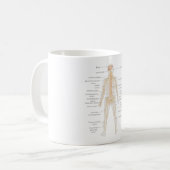 Organsystem des menschlichen Körpers Kaffeetasse (Vorderseite Links)
