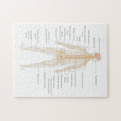 Organsystem des menschlichen Körpers Puzzle (Horizontal)