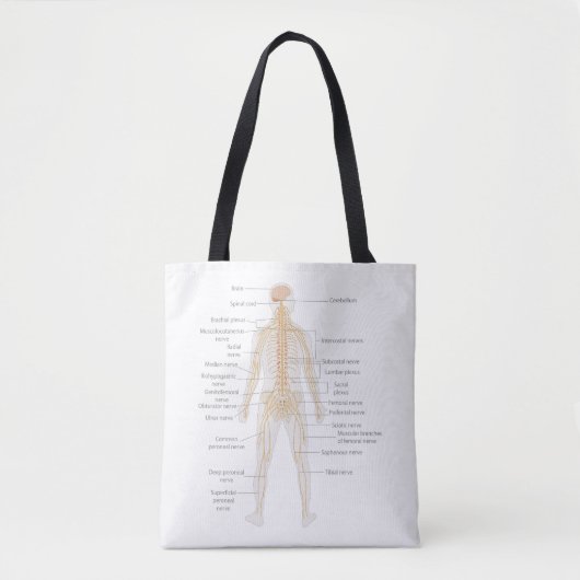 Organsystem des menschlichen Körpers Tasche (Vorderseite)
