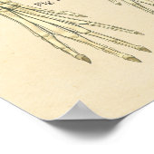 Organsystem Nervenanatomie des Hundes Poster (Ecke)