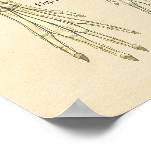 Organsystem Nervenanatomie des Hundes Poster (Ecke)