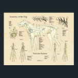 Organsystem Nervenanatomie des Hundes Poster<br><div class="desc">Hunde anatomische Diagramm zeigt das Nervensystem. Das Gehirn und die Schädelnerven. Der Lumb- und Sakralplexus. Nerven des Fußes. Das Poster ist mit Beschreibungen beschriftet.</div>