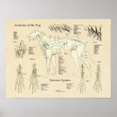 Organsystem Nervenanatomie des Hundes Poster (Vorne)
