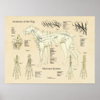 Organsystem Nervenanatomie des Hundes