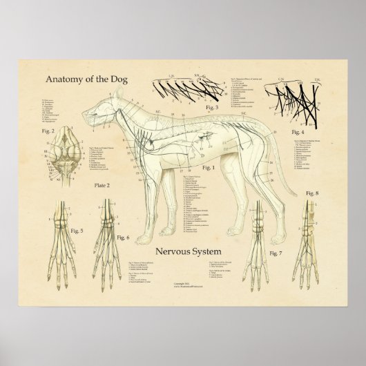 Organsystem Nervenanatomie des Hundes Poster (Vorne)