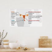 Organsystem Reproduktionshormone Poster (Küche)
