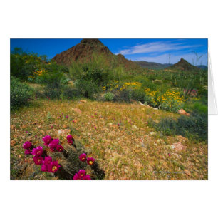 Orgel Pipe Cactus National Monument, Arizona, 3