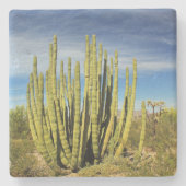 Orgelkaktus in Arizona, Untersetzer aus quadratisc (Vorderseite)