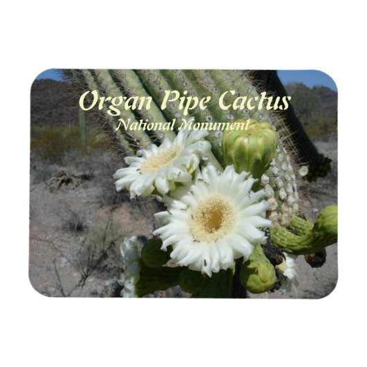 Orgelpfeife Cactus National Monument Magnet (Horizontal)
