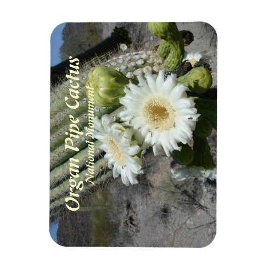 Orgelpfeife Cactus National Monument Magnet (Vertikal)