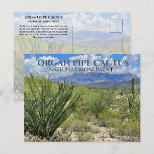 Orgelpfeife Kakteen, Ocotillo Shrub, Ajo Berge Postkarte