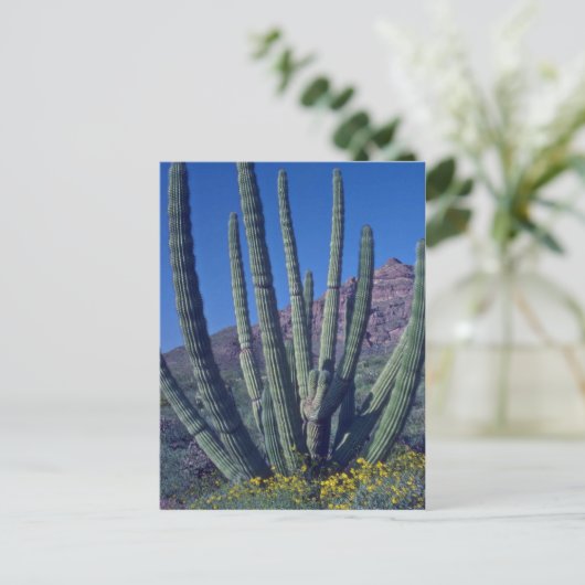 Orgelpfeife Postkarte (Stehend Vorderseite)